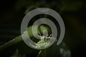 Small leaf footed stink bug