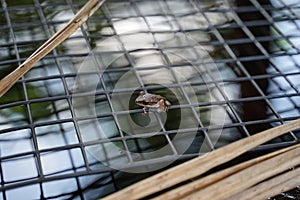 Small leaf frog on the mesh over the pool