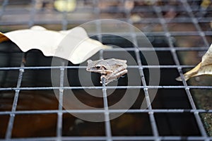 Small leaf frog on the mesh over the pool