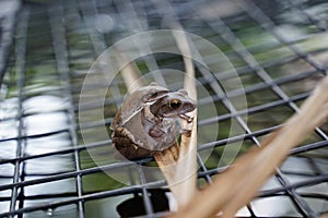 Small leaf frog on top of the larger one on the mesh over the po