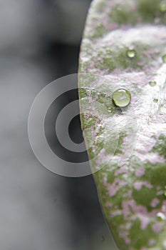 a small leaf that holds water spots