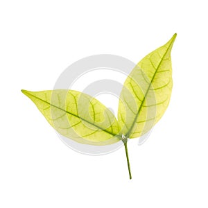 Small Leaf and Limb Mok Tree