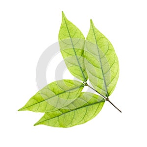 Small Leaf and Limb Mok Tree