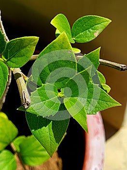 Small leaf macro shot