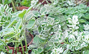 Small-leaf Mexican Mint(Plectranthus socotranum)