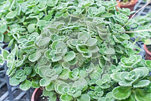 Small-leaf Mexican Mint(Plectranthus socotranum)