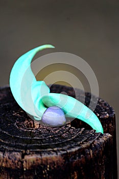 small leaf of Strongylodon macrobotrys or Jade vine photo