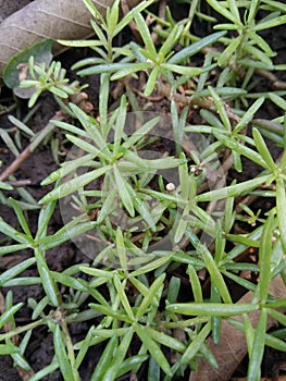 Small leafes with light green leafes with nature beauty