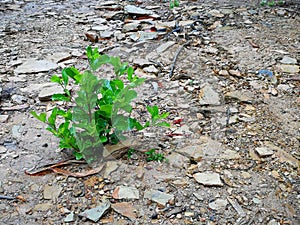 A small leafy green shrub on a wet dirt road through a forest in Robertson, South Africa