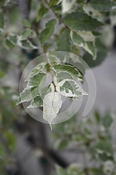 Small-leaved elm Silvery Gem