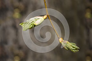 Small-leaved lime