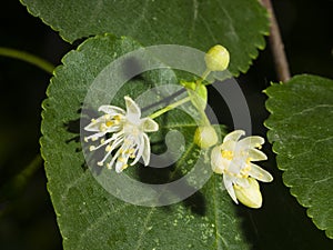 Small-leaved lime or littleleaf linden, Tilia cordata, flowers macro, selective focus, shallow DOF