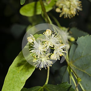 Small-leaved lime or littleleaf linden, Tilia cordata, flowers macro, selective focus, shallow DOF