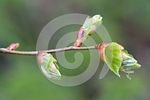 Small-leaved lime (Tilia cordata)