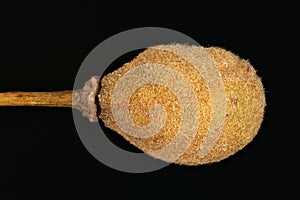 Small-Leaved Lime (Tilia cordata). Fruit Detail Closeup