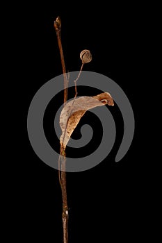 Small-Leaved Lime Tilia cordata. Fruiting Twig Closeup