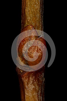 Small-Leaved Lime Tilia cordata. Lateral Bud Closeup