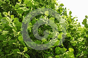 Small leaved lime Tilia cordata tree, detail on branches cover