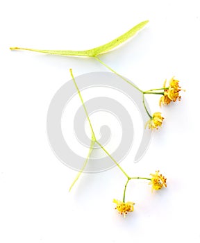 Small-leaved Linden-dried flower