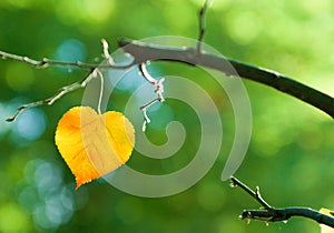 small-leaved linden (Tilia cordata) in form of a heart