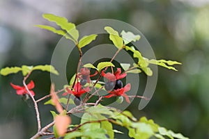 Small-leaved plane Ochna serrulata with red sepals, black berries
