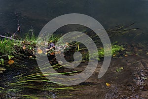 Small leaves in autumn on the water surface