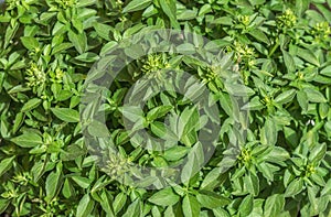 Small leaves of basil plant background texture