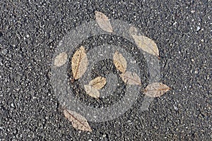 Small Leaves Embedded in Pavement