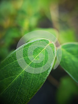 Small leaves green bush tree texture nature background