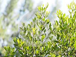 Small leaves green bush tree texture nature background