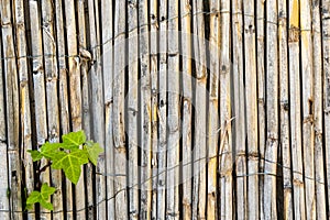 Small leaves growing through wooden fence