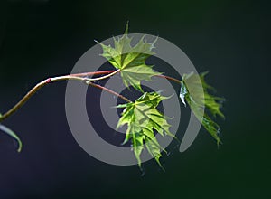 Small leaves of a maple - 1
