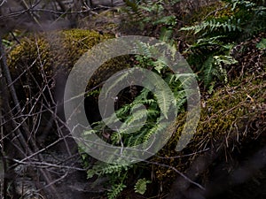 Small leaves of ordinary fern among a green moss in the forest in the spring, pteridium aguillinum, selective focus.