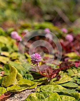 Small leaves with pale pink flowers of Persicaria capitata on a sunny day