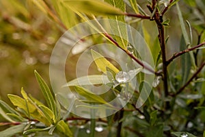 Small leaves of spherical willow with raindrops with sunlight. Bokeh, selective focus, green natural background macro