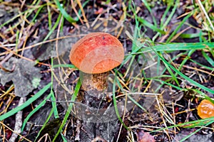 Small Leccinum mushroom in the forest grass and pine needles