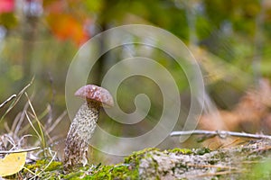 Small leccinum mushroom grows