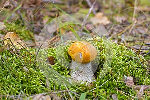 Small leccinum mushroom in moss