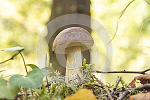 Small leccinum scabrum or birch bolete mushroom