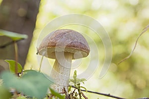 Small leccinum scabrum or birch bolete mushroom growing wild in the forest