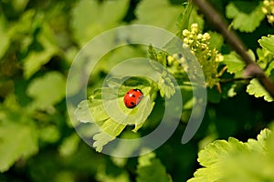 Small ledybug on green leaf Green leaves blurred background