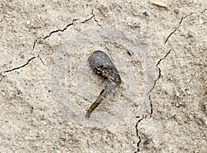 small leech crawls over bare soil in search of moisture.