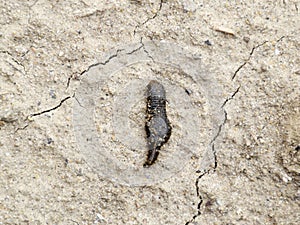 small leech crawls over bare soil in search of moisture.