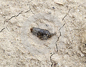 small leech crawls over bare soil in search of moisture.