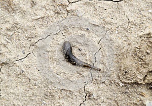small leech crawls over bare soil in search of moisture.