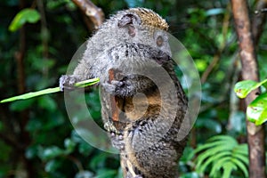 A small lemur on a branch eats on a blade of grass