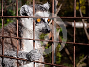 the small lemur is standing in a cage looking towards the camera