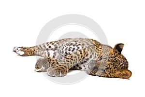 Small leopard