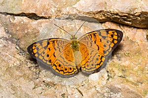 Small Leopard butterfly