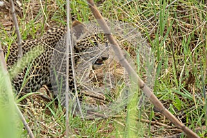 Small leopard cub hidden or camouflaged between grass and reeds.  Location: Kruger National Park, South Africa